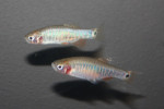 Rasbora Erytrimicron